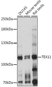 TEX11 Rabbit pAb