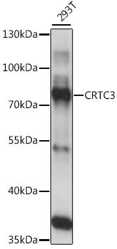 CRTC3 Rabbit pAb