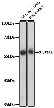 ZNF766 Rabbit pAb