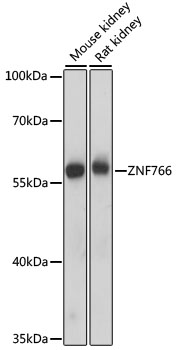 ZNF766 Rabbit pAb