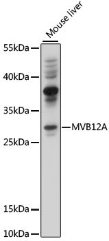 MVB12A Rabbit pAb