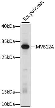 MVB12A Rabbit pAb