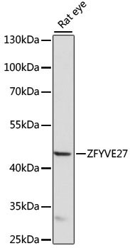 ZFYVE27 Rabbit pAb
