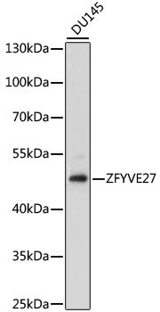 ZFYVE27 Rabbit pAb