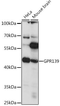 GPR139 Rabbit pAb