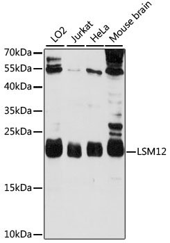LSM12 Rabbit pAb