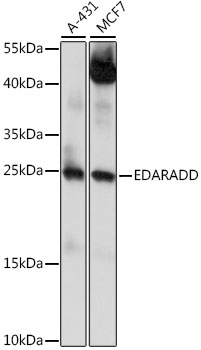 EDARADD Rabbit pAb