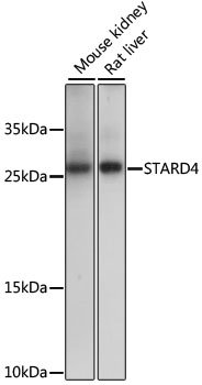STARD4 Rabbit pAb