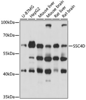 SSC4D Rabbit pAb