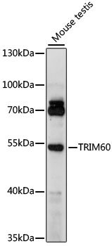 TRIM60 Rabbit pAb
