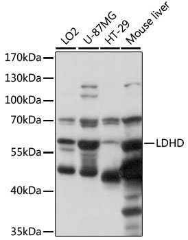LDHD Rabbit pAb