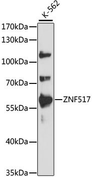 ZNF517 Rabbit pAb