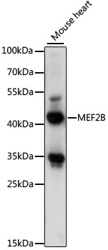 MEF2B Rabbit pAb