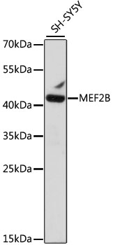 MEF2B Rabbit pAb