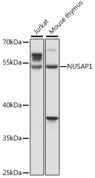 NUSAP1 Rabbit pAb