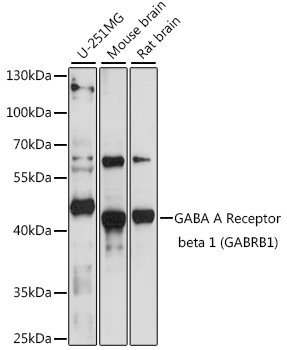 GABA A Receptor beta 1 (GABRB1) Rabbit pAb