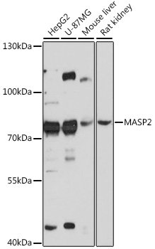 MASP2 Rabbit pAb
