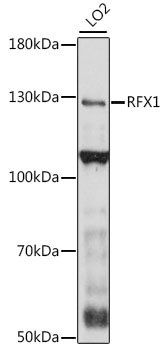 RFX1 Rabbit pAb