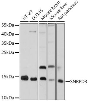 SNRPD3 Rabbit pAb