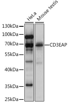 CD3EAP Rabbit pAb
