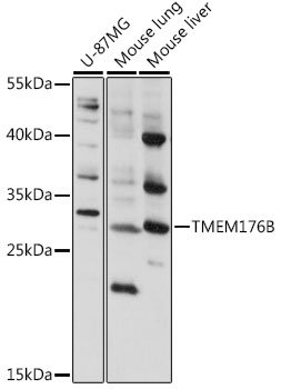 TMEM176B Rabbit pAb