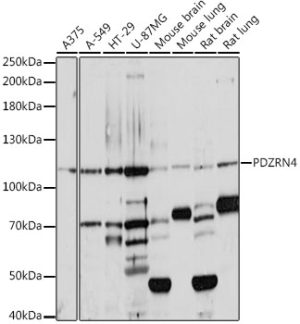 PDZRN4 Rabbit pAb