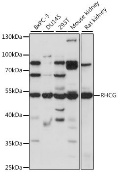 RHCG Rabbit pAb