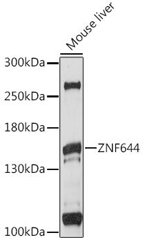 ZNF644 Rabbit pAb