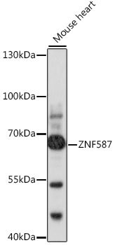 ZNF587 Rabbit pAb