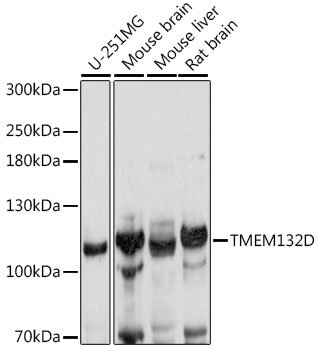 TMEM132D Rabbit pAb