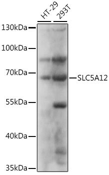 SLC5A12 Rabbit pAb
