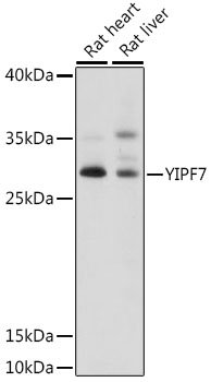 YIPF7 Rabbit pAb