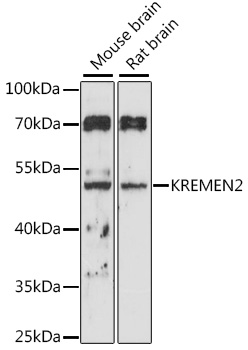 KREMEN2 Rabbit pAb
