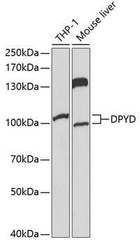 DPYD Rabbit pAb