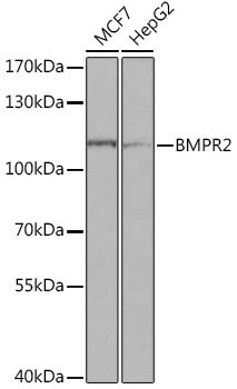 BMPR2 Rabbit pAb