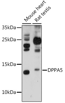 DPPA5 Rabbit pAb