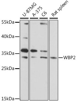 WBP2 Rabbit pAb