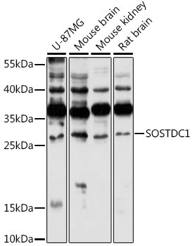 SOSTDC1 Rabbit pAb