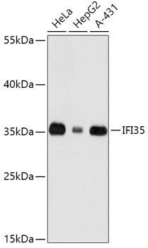 IFI35 Rabbit pAb