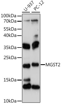 MGST2 Rabbit pAb