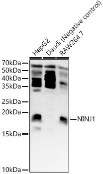 NINJ1 Rabbit pAb