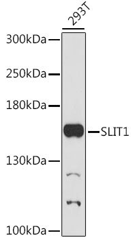 SLIT1 Rabbit pAb