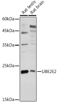 UBE2E2 Rabbit pAb