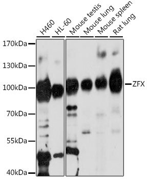ZFX Rabbit pAb