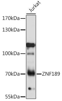 ZNF189 Rabbit pAb