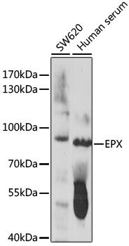 EPX Rabbit pAb