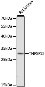 TNFSF12 Rabbit pAb