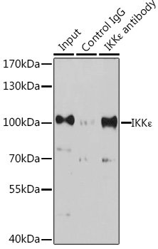 IKKε Rabbit pAb