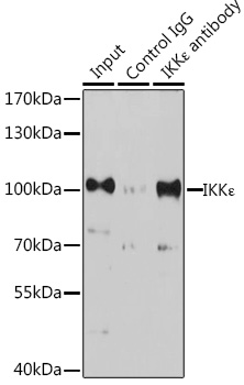 IKKε Rabbit pAb