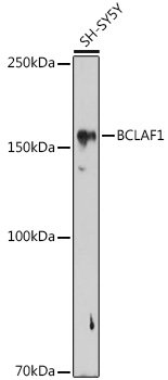 BCLAF1 Rabbit pAb